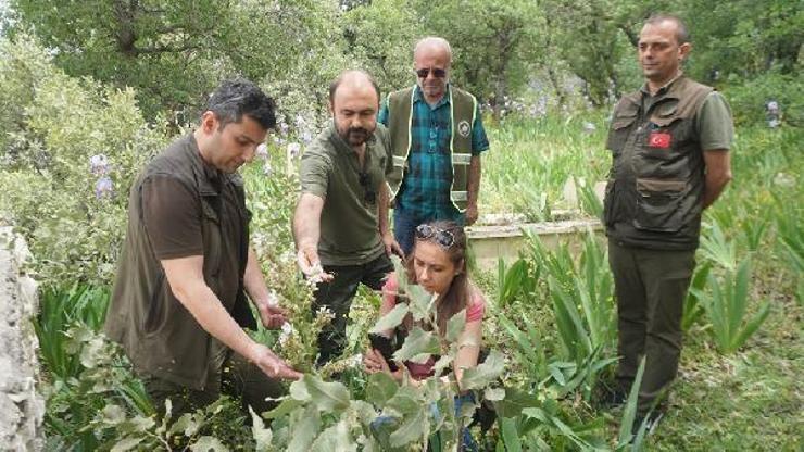 Nesli tehlikedeki Siirt Adaçayı, yılın ilk çiçeklerini açtı; Koparmanın cezası 244 bin TL