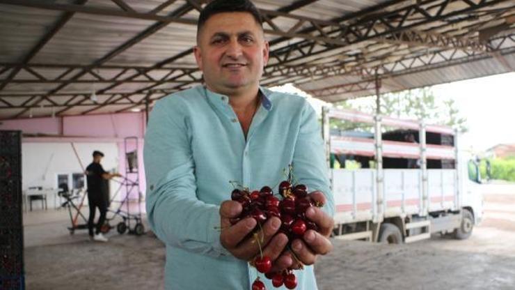 Tokatta kiraz hasadı başladı; 4 ülkeye ihraç ediliyor