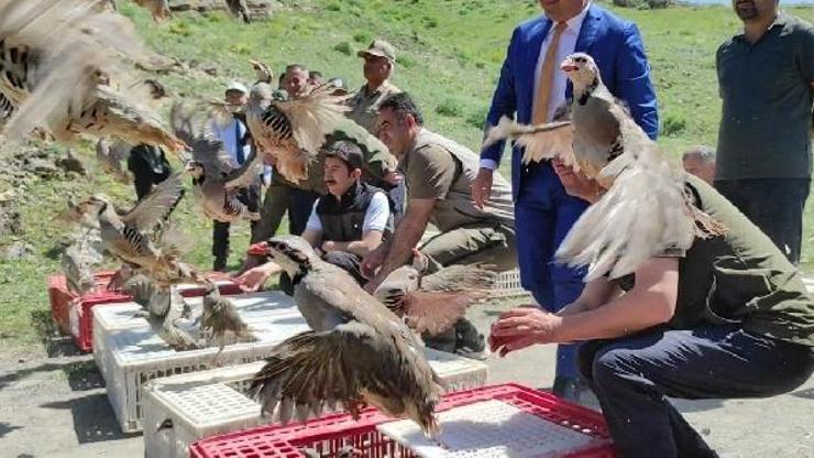Karsta 600 kınalı keklik doğaya salındı