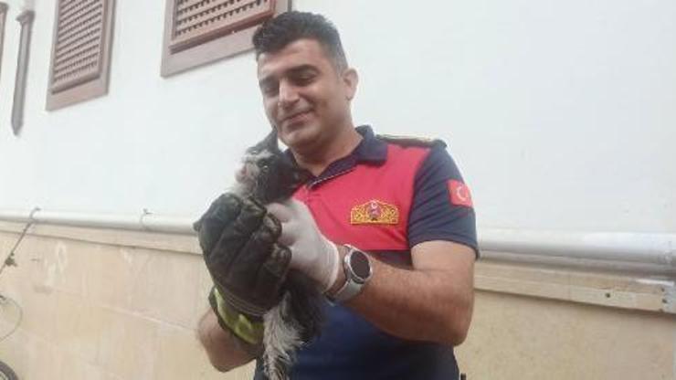 Amasya’da nehir kenarına düşen yavru kedi kurtarıldı