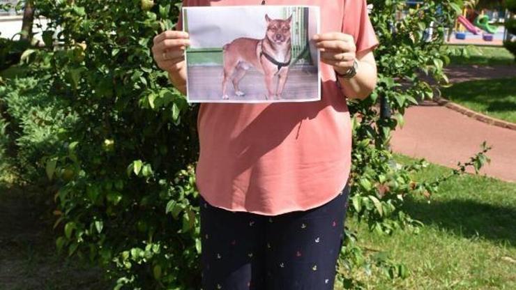 Kayıp köpeği Kofiyi bastırdığı afişlerle arıyor