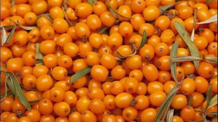 İçinde mucizeyi barındırıyor Radyasyondan korunmak için tüketiyorlar