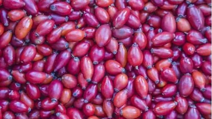 A,E ve C vitaminini en yüksek besin oymuş