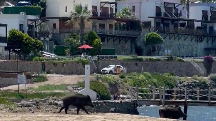Bodrumda iki yaban domuzu plaja indi