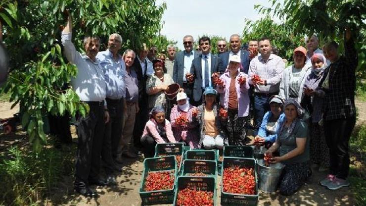 Enez’de, Çeribaşı kirazı için hasat şenliği yapıldı