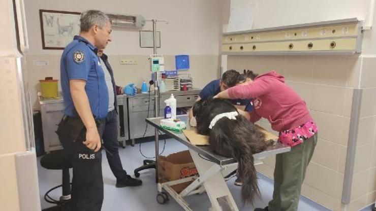 Samsunda yaralı köpeğe polis yardımı