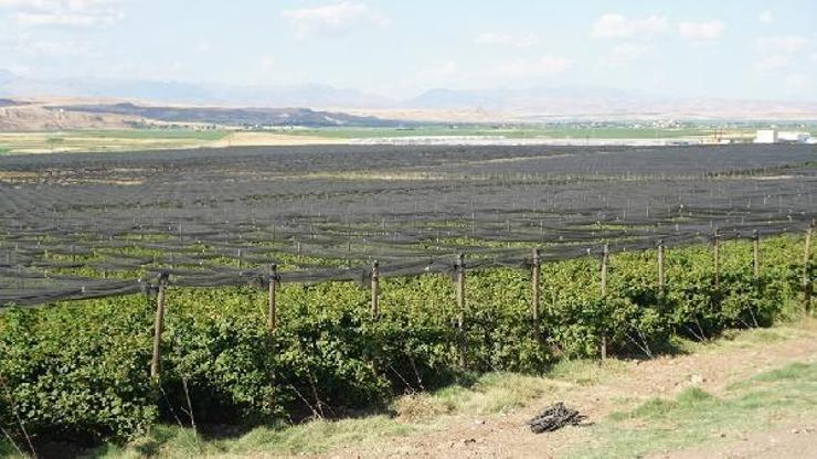 Siirtte üretilen böğürtlenler, Arap Yarımadası ve Uzak Doğuya ihraç ediliyor