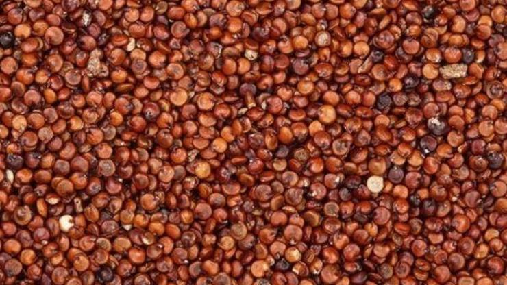Etten 25 kat fazla protein içeriyor