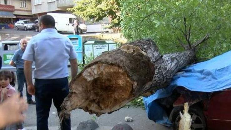 Esenler’de ceviz ağacı 2 otomobilin üzerine devrildi