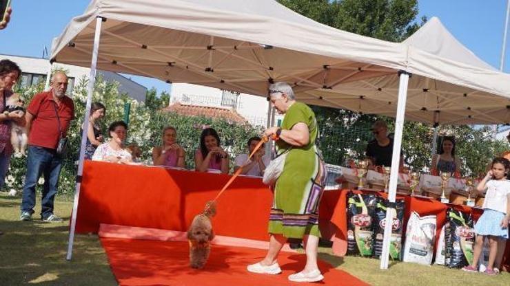 Çeşmede can dostlar Fest Patide buluştu