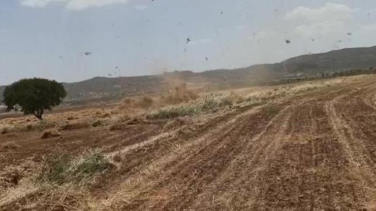 Gercüşte kuvvetli rüzgarda hasadı yapılan mercimek uçtu