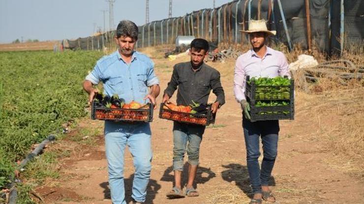 Şırnak’ta yüzde 75’i hibeli ‘açık tarla’ sebze üretiminde hasat başladı