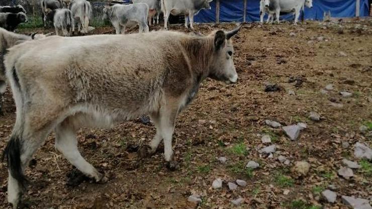 Kocaeli’de 12 köyde şap belirtilerine rastlandı