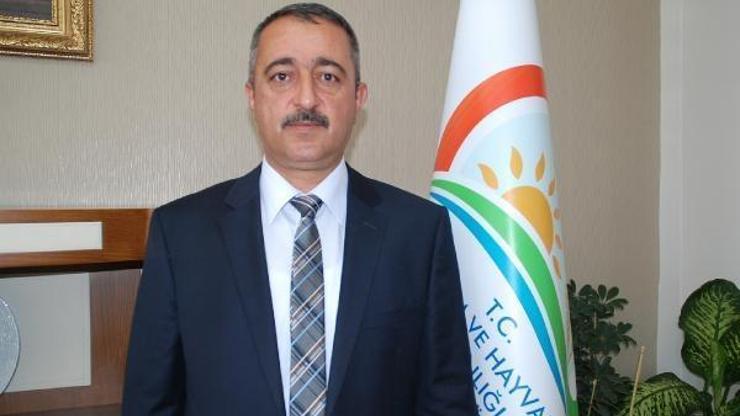 Niğdede turfanda patates hasadına başlanıldı