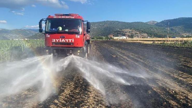 Bucakta 60 dekar hububat tarlası yandı