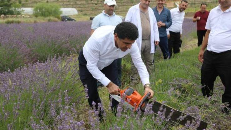 Iğdır Üniversitesinde lavanta hasadı