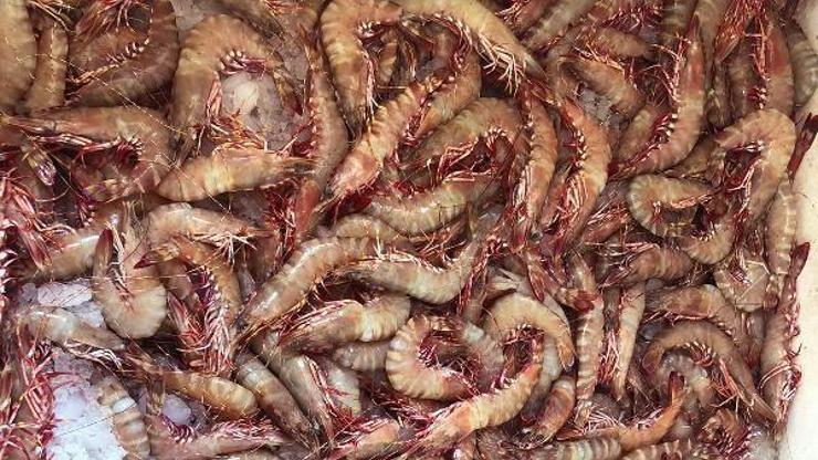 Kaçak İran karidesi hem insan sağlığına hem de ülke ekonomisine zararlı