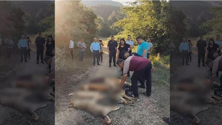 Kan donduran olay Ormanda zehirlenerek ölmüş köpekler bulundu