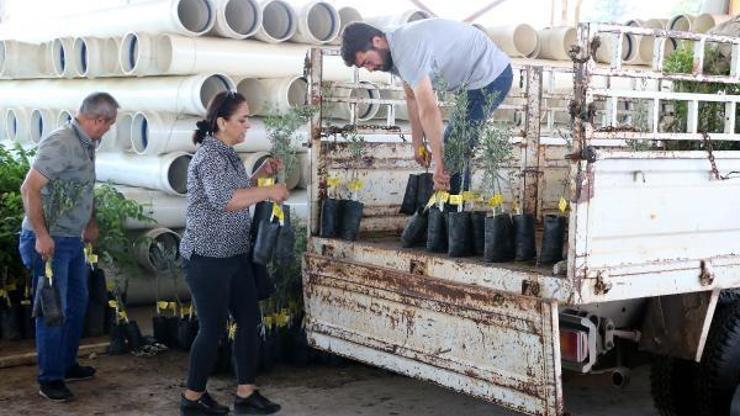 Büyükşehir Belediyesi 10 biner adet ceviz ve zeytin fidanı hibe etti