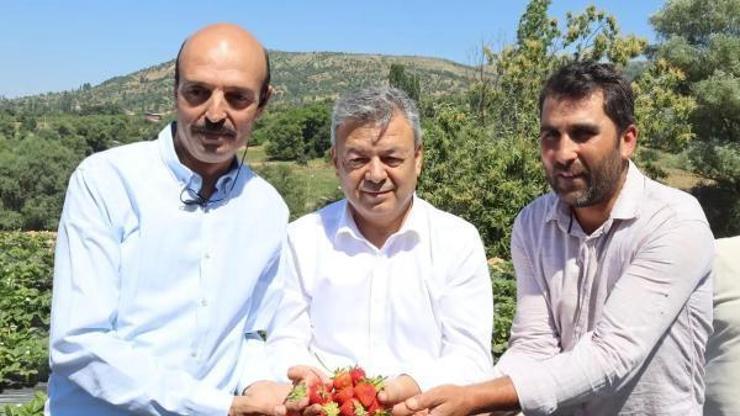 Ödemişte çilek hasat etkinliği