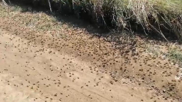 Tekirdağ Valiliğinden çekirge açıklaması