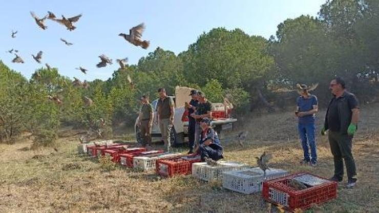 Edirne’de 600 kınalı keklik doğaya bırakıldı