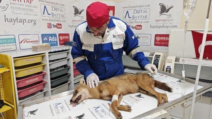Kaza sonucu ağır yaralanan çakal, tedavi altına alındı