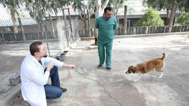 Karşıyakanın ampute köpekleri emin ellerde
