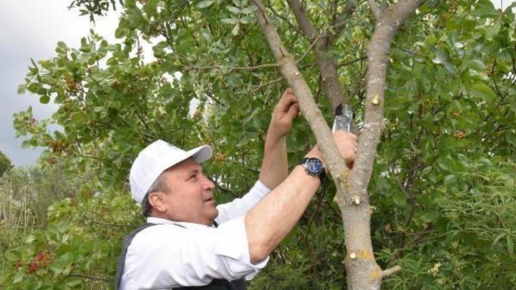 Yunusemrede Menengiç ağaçlarına Antep fıstığı, ahlat ağaçlarına da armut aşısı