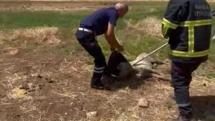 Nusaybin’de kafası lastik körüğüne sıkışan köpeği itfaiye kurtardı