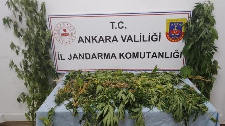 Ankarada 298 kök kenevir bitkisi ele geçirildi