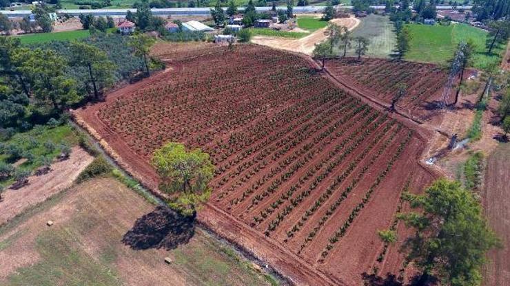 Büyükşehir Muğlada 228 bin 400 ağacı toprakla buluşturdu