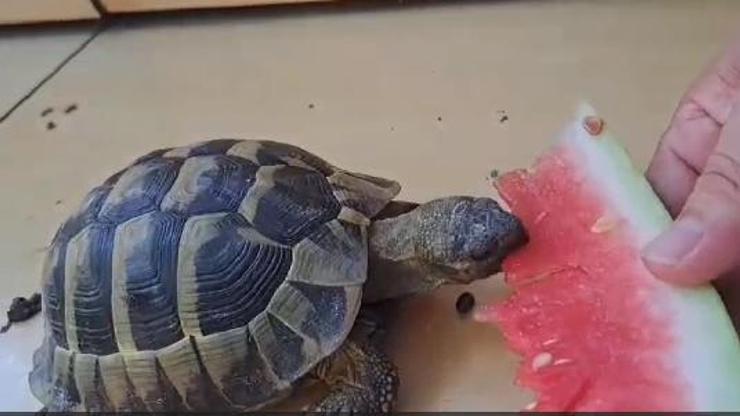 Bitkin düşen kaplumbağaya su içirip, karpuz yedirdi