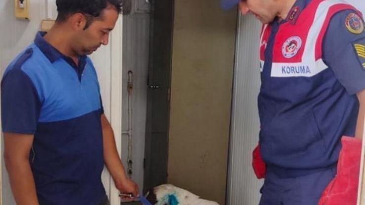 Yaralı bulunan köpek tedaviye alındı