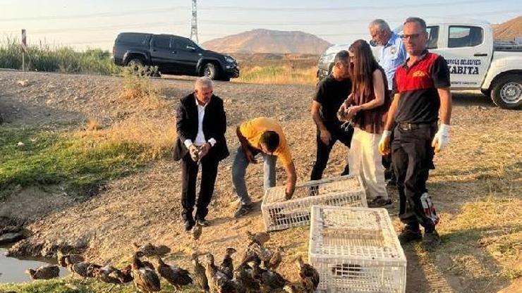Batman’da doğaya bin 500 sülün bırakıldı