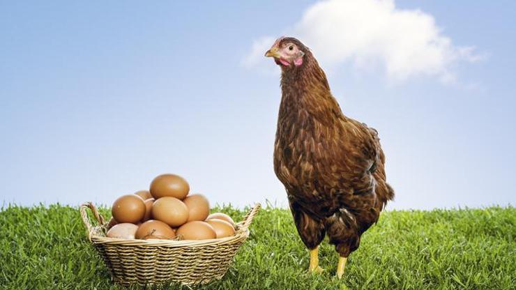 Rüyada Tavuk Yumurtası Görmek Ne Anlama Gelir Rüyada Tavuk Yumurtası Yemek Neye Yorumlanır
