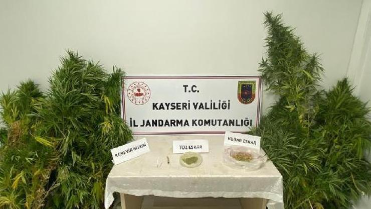 Kayseri’de kenevir yetiştiren 1 kişiye gözaltı