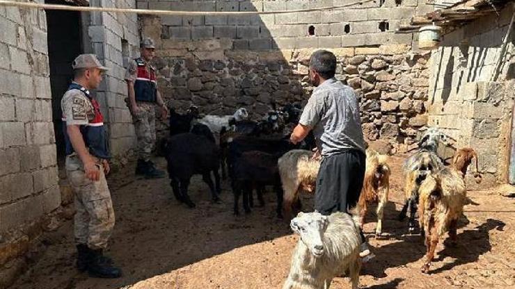 Kiliste kaybolan 20 hayvanı jandarma buldu