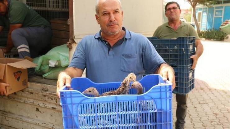 Hindi ile çekirge mücadelesi bu yıl da sürüyor