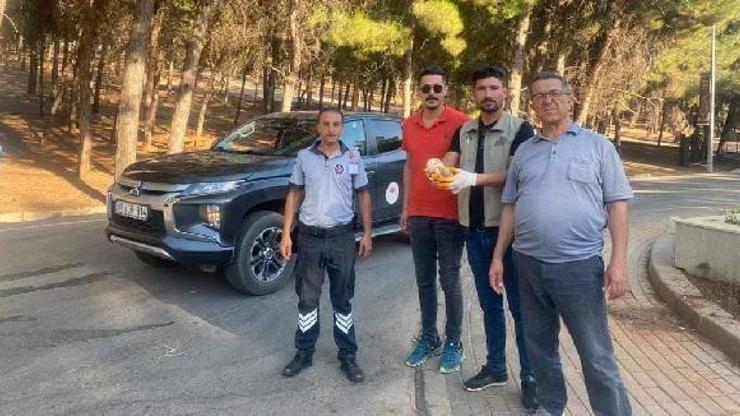 Gaziantepte parkta bulunan yaralı baykuş tedaviye alındı