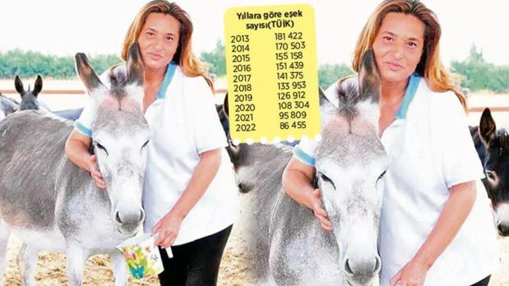 Bu eşekler nereye gitti