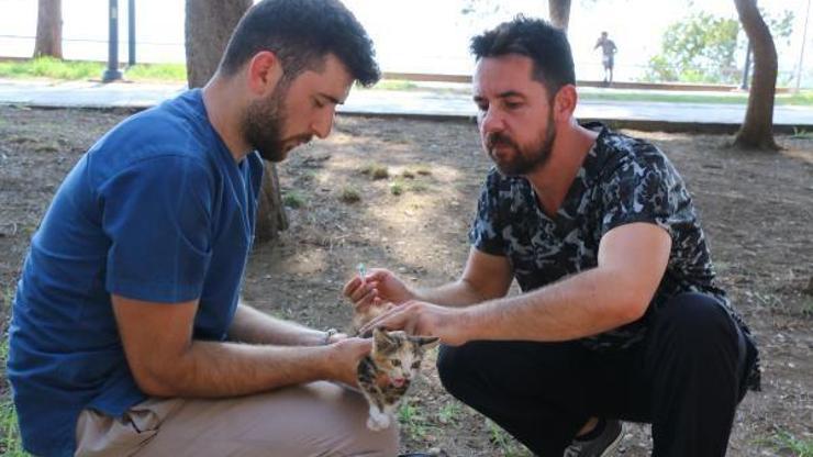 Kaleiçinde kedi ve köpeklere iç-dış parazit ilaçlaması