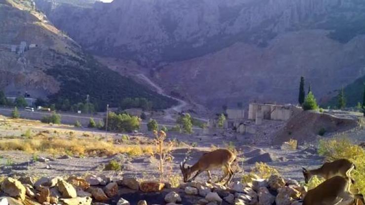 Taş ocağının bozduğu alanlara yaban hayvanları için can suyu havuzu