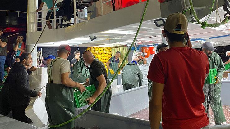 Av yasağı bitti, sezonun ilk balıkları avlandı
