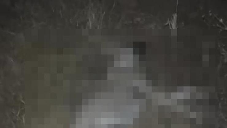 Bursada , 3 köpeğin ölümüne soruşturma
