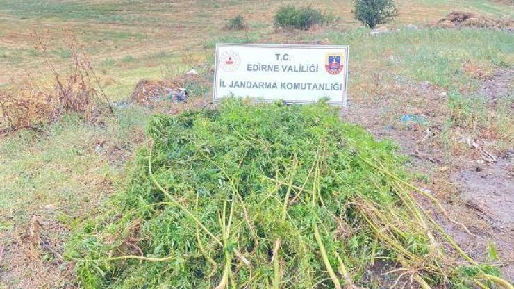Edirne’de ayçiçeği tarlasında 450 kök Hint keneviri ele geçirildi