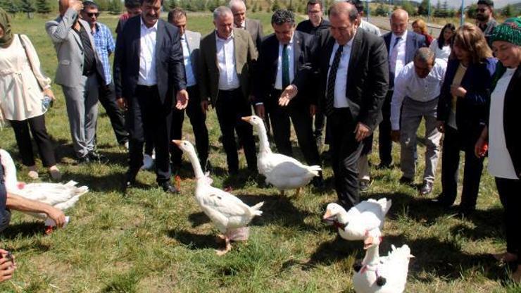 Ardahanda kaz yetiştiriciliği çalıştayı ve kaz günü etkinliği