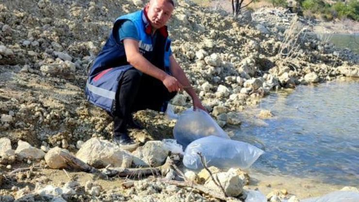Mutta gölete 15 bin sazan balığı yavrusu bırakıldı