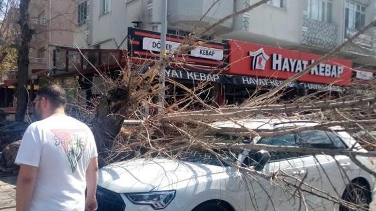 Kuruyan ağaç otomobilin üzerine devrildi