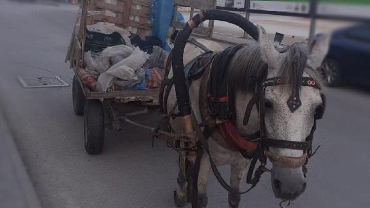 At arabasıyla hırsızlık yapan 4 şüpheli yakalandı